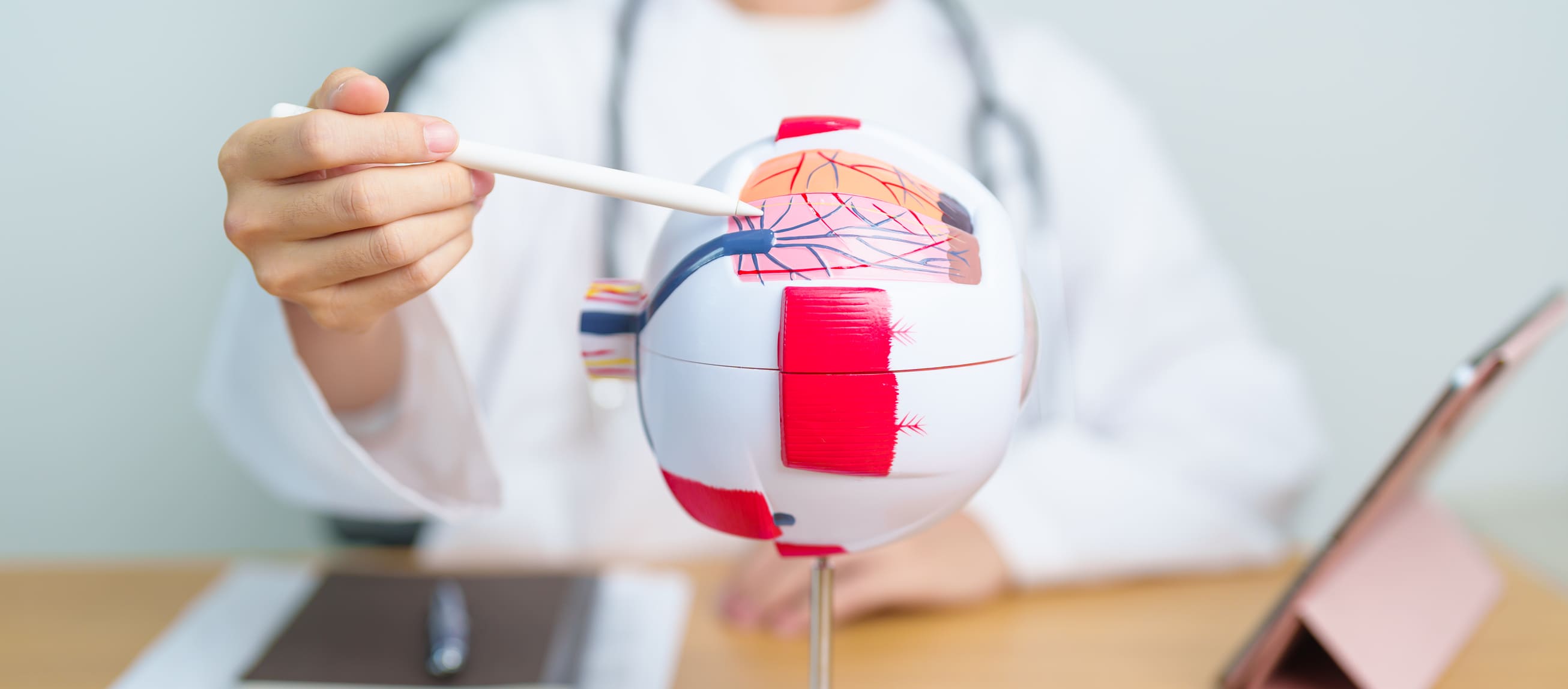 Eye doctor demonstrating the structure of the eye using a 3D eye model to explain eye conditions.